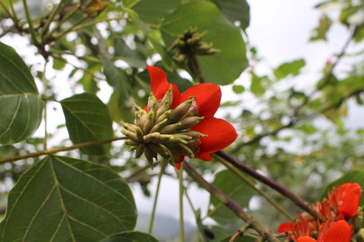 Erythrina subumbrans (Hassk.) Merr.